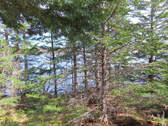 Cape Breton - Wunderschönes See-Ufer-Grundstück in - 