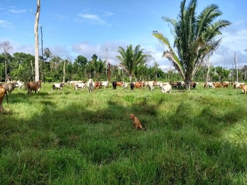 Bild 1 - 600 Ha Fazenda für Rinderzucht nahe Labrea
