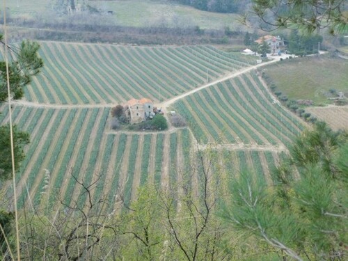 Bild 1 - Weinlandschaft in Italien bei Ascoli Piceno
