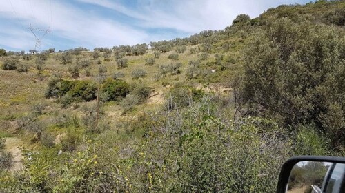 Bild 1 - Bio Olivenfarmen Griechenland - 80.000,00 EUR Kaufpreis, ca.  16.000,00 m²