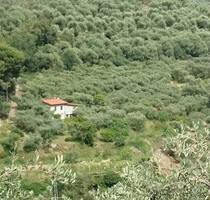 Kleine Landwirtschaft mit 1,2 ha Grundstück in Ligurien - San Bartolomeo al Mare