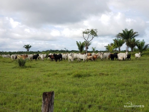 Brasilien 11945 Ha Rinderfarm bei Belem Para