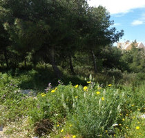 Grundstück Land Kaufen, , Voula (Athen Süd),