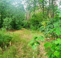 Idyllisches Waldrefugium in der Schorfheide – Naturparadies für Jäger, Erholungssuchende und Naturliebhaber