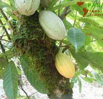 COSTA-RICA: 75 ha Kakao Farm bei Piedras Blancas de Osa - Costa Rica