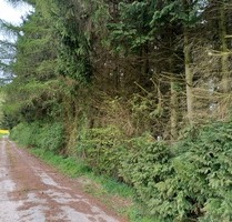 Waldgrundstück mit nicht mehr aktiver Fischteichanlage - Vahlbruch