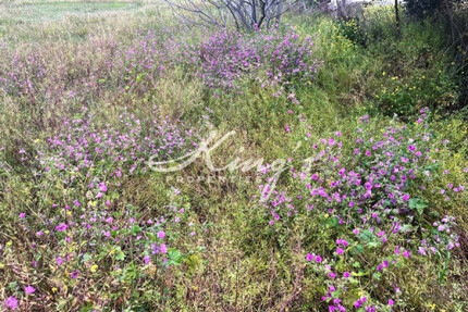 Grundstück Land Kaufen, , Acharnes (Athen West),