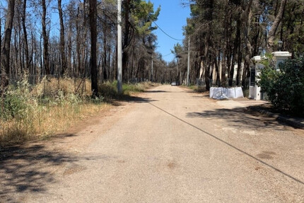 Grundstück Land Kaufen, , Afidnes (Attika - Restliche Gemeinden),