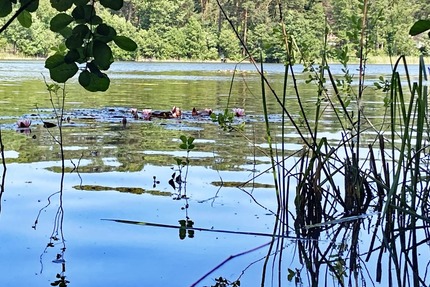 Wochenendgrundstück mit direktem Seezugang - am Elsensee in Grünheide (Mark)