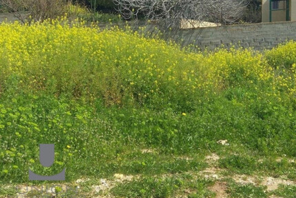 Grundstück Land Kaufen, , Koropi (Athen Ost),